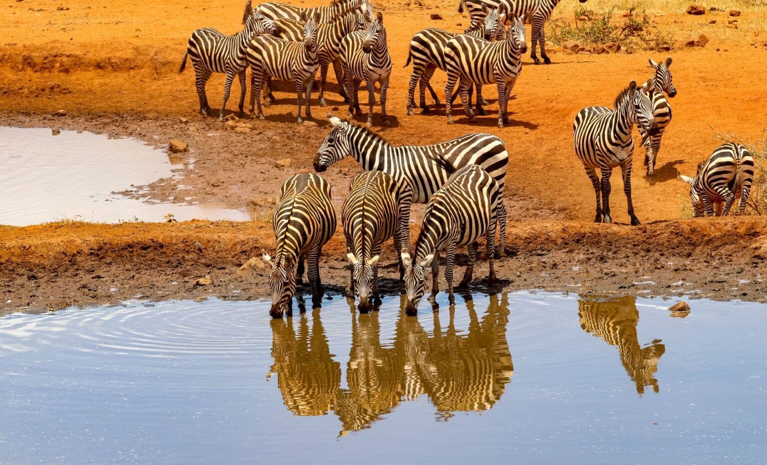 6-Day Amboseli, Lake Naivasha and Mara