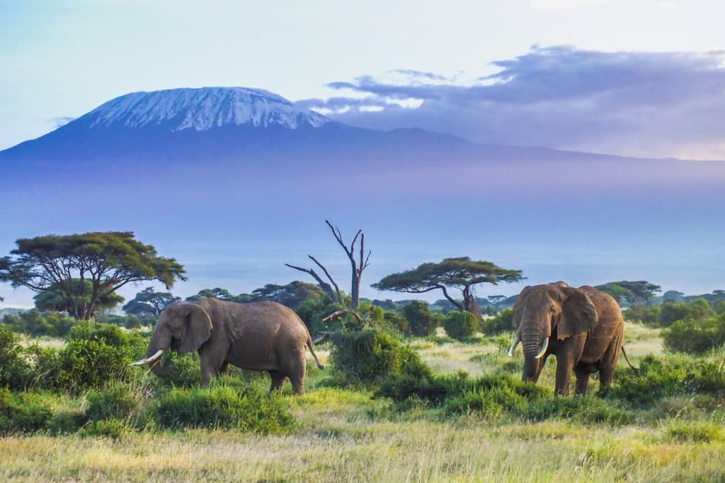 6-Day Amboseli, Lake Naivasha and Mara